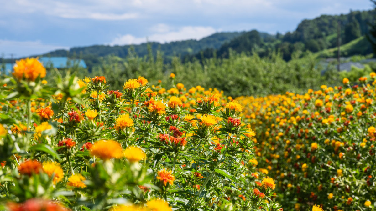 染料として古くから山形で栽培されていた紅花